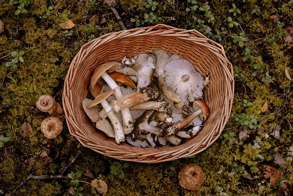 Bild på en korg med plockade svampar. Foto: Carboxaldehyde