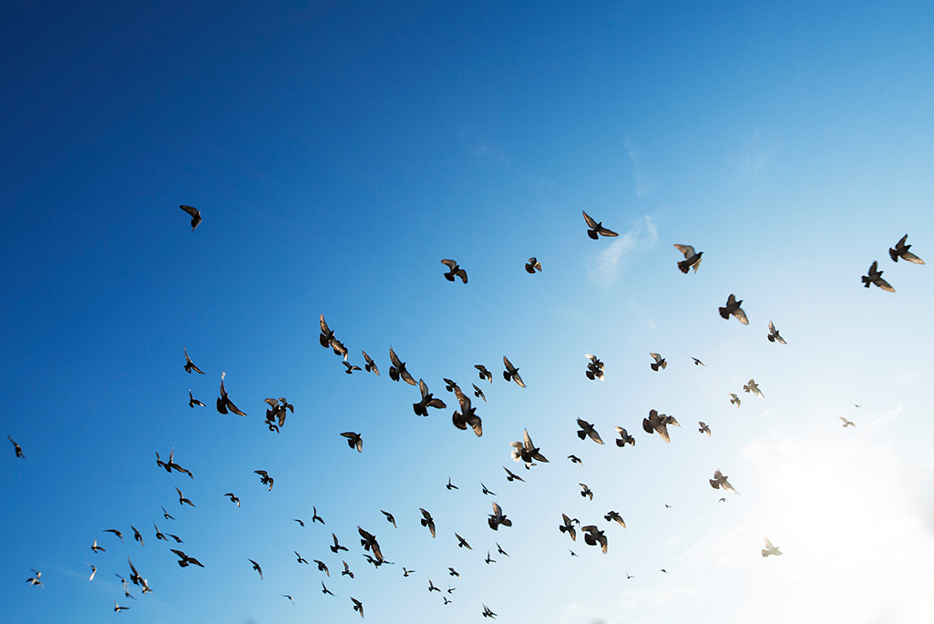 Massor av fåglar som flyger i himlen. Foto: Rowan Huevel